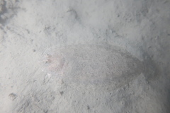 Arnoglossus