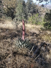 Agave parryi parryi