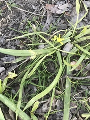 Gagea lutea