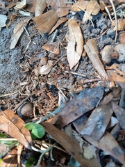 Pasimachus sublaevis