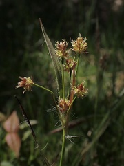 Luzula multiflora multiflora