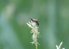 Micropterigidae