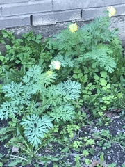 Corydalis nobilis