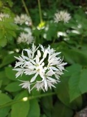 Allium ursinum
