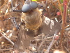 Pangonius