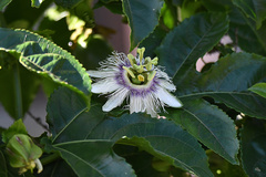 Passiflora edulis edulis