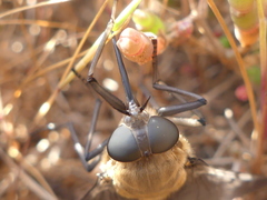 Pangonius