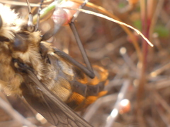 Pangonius