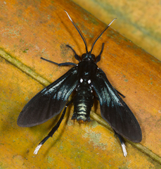 Macrocneme chrysitis