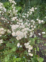 Spiraea trilobata