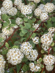 Spiraea trilobata