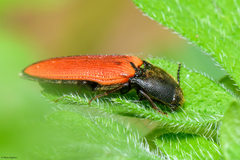 Ampedus cinnaberinus