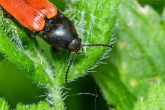 Ampedus cinnaberinus