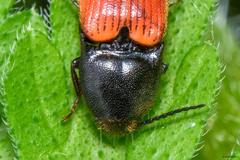 Ampedus cinnaberinus