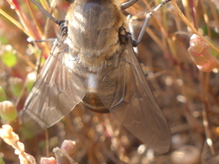 Pangonius