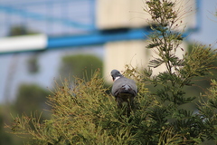 Columba palumbus