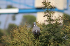 Columba palumbus
