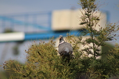 Columba palumbus
