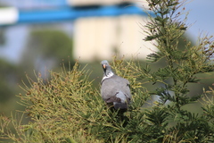 Columba palumbus