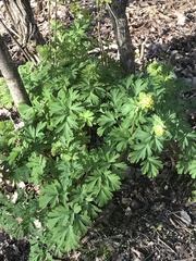 Corydalis nobilis