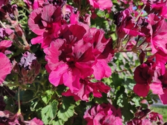 Pelargonium