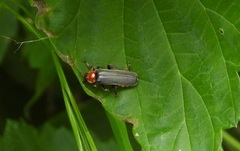 Cantharis fusca