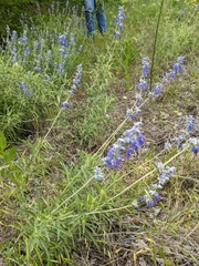 Salvia azurea