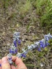 Salvia azurea