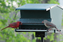 Cardinalis cardinalis