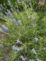 Salvia azurea