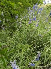 Salvia azurea