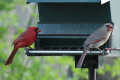 Cardinalis cardinalis
