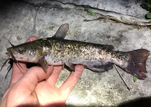 Brown Bullhead