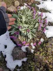 Phoenicaulis