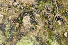 Myrma