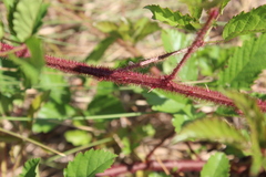 Rubus trivialis
