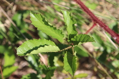 Rubus trivialis