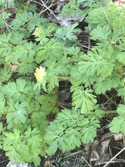 Corydalis nobilis