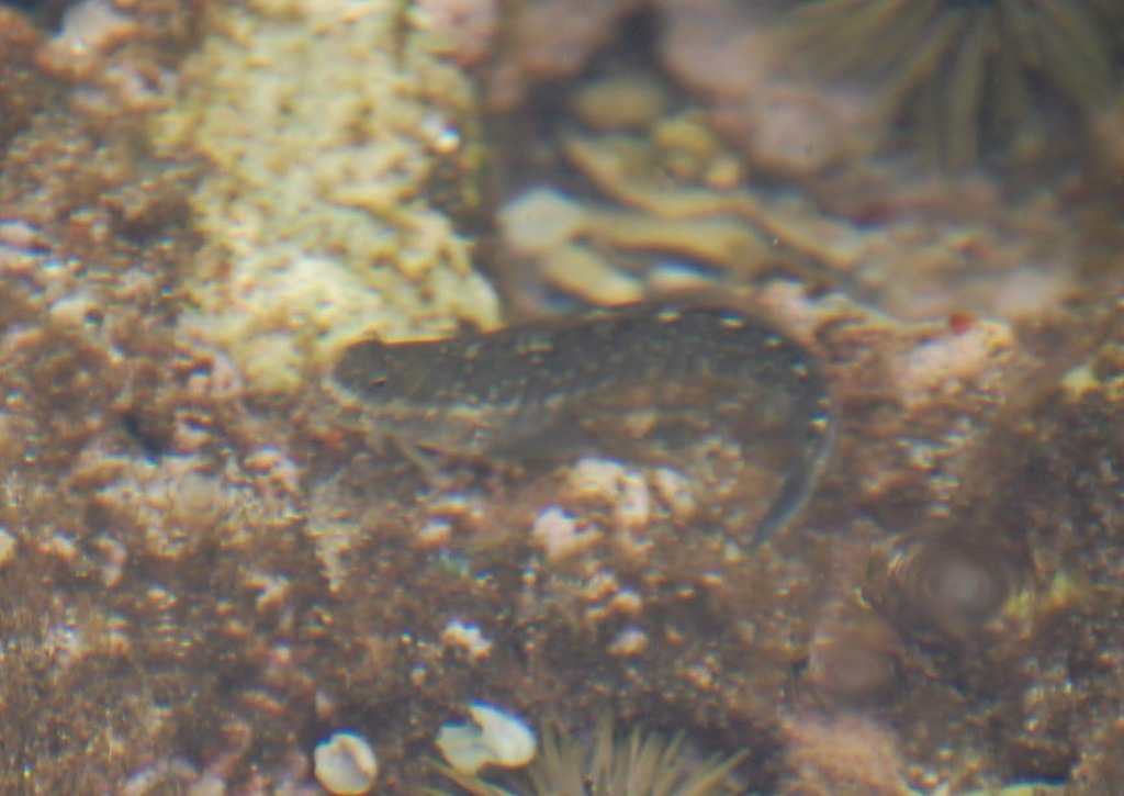 Zebra rockskipper (Istiblennius zebra) — Blenniidae