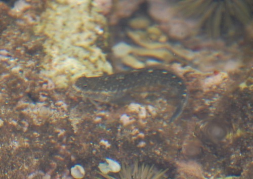 Zebra rockskipper (Istiblennius zebra) — Blenniidae