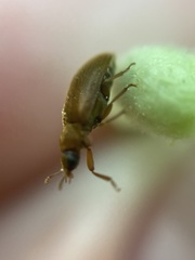 Byturus ochraceus