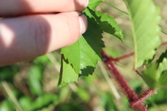 Rubus trivialis