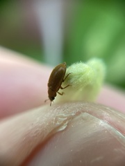 Byturus ochraceus