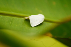 Bagisarinae