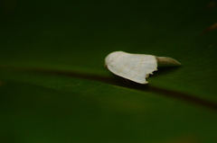 Bagisarinae