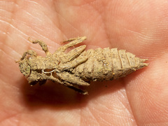 Ophiogomphus occidentis