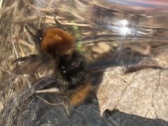 Bombus pascuorum sparreanus