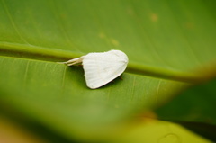 Bagisarinae