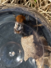 Bombus pascuorum sparreanus