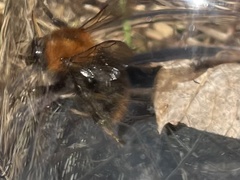 Bombus pascuorum sparreanus